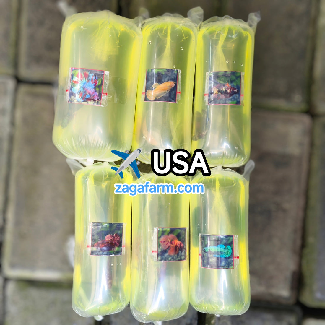Export 6 Betta Fish to USA