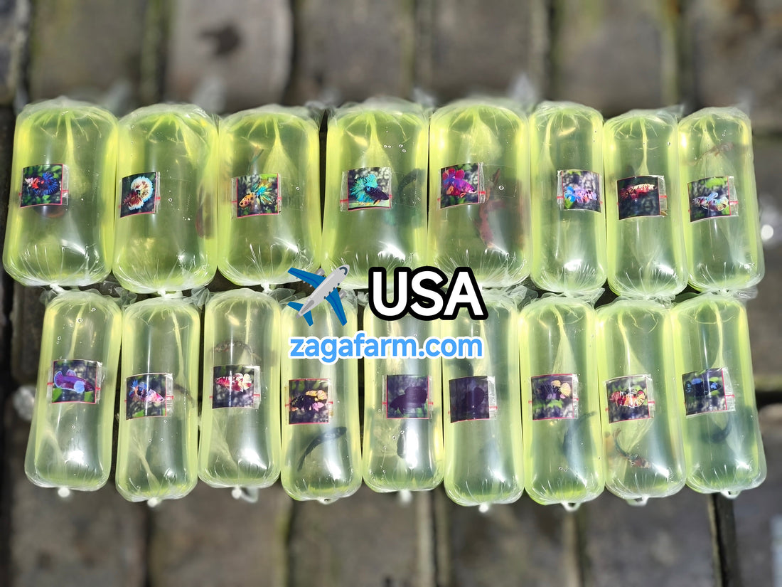 Export 17 Betta Fish to USA