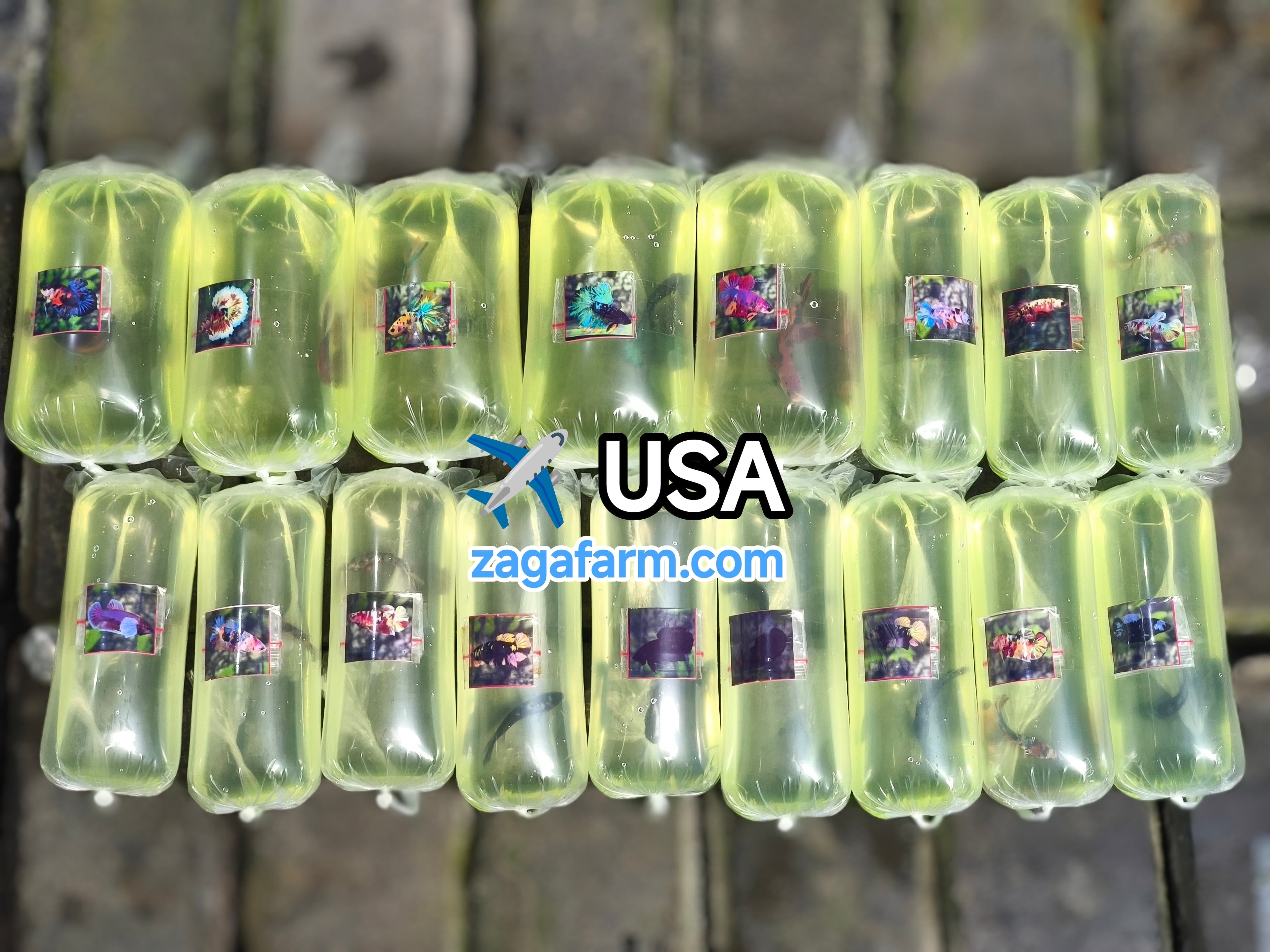 Export 17 Betta Fish to USA