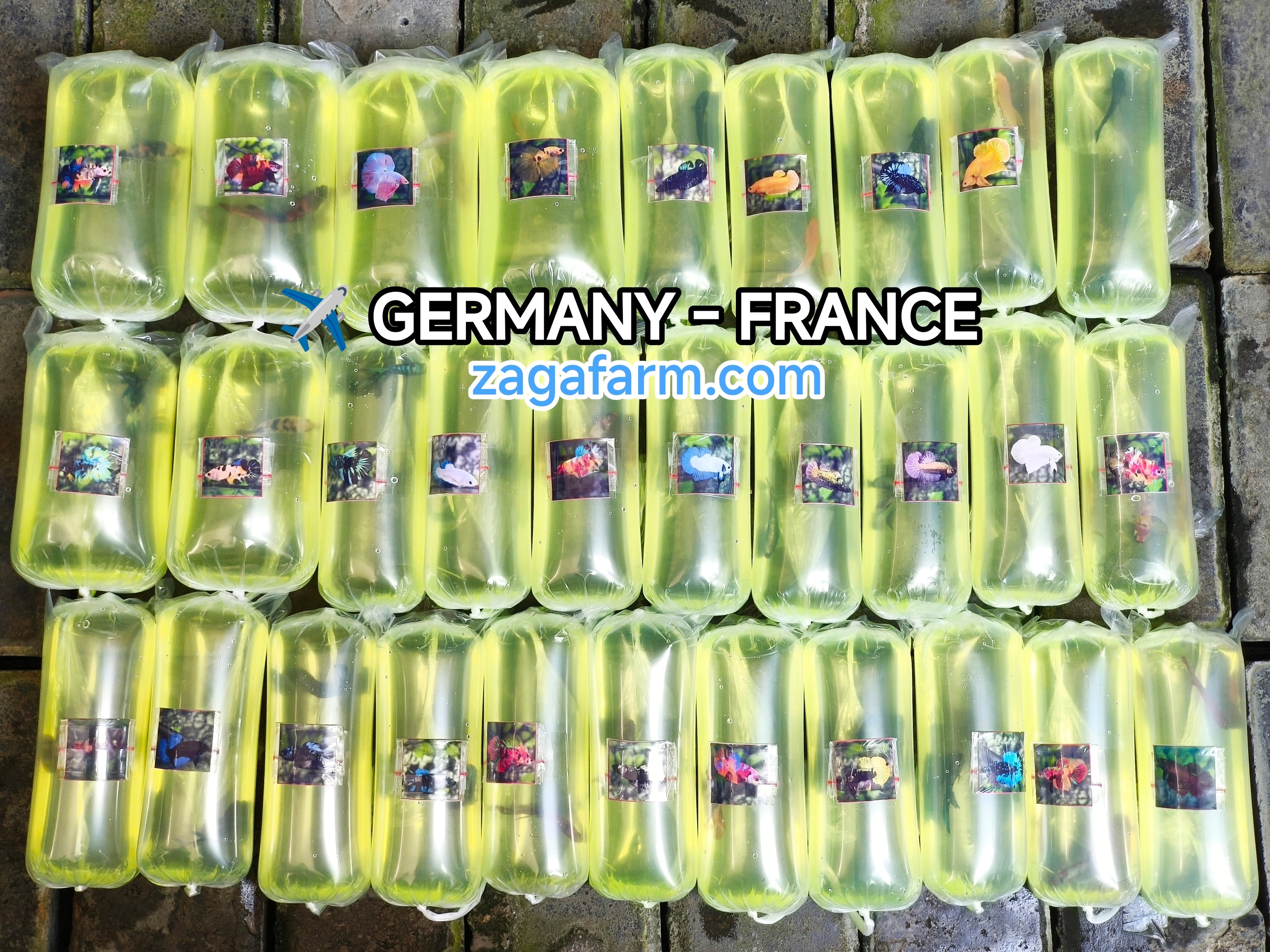 Export 30 Betta Fish to Germany & France