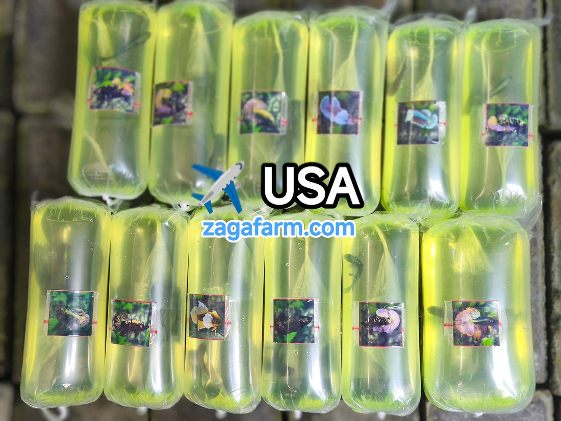 Export 12 Betta Fish to USA