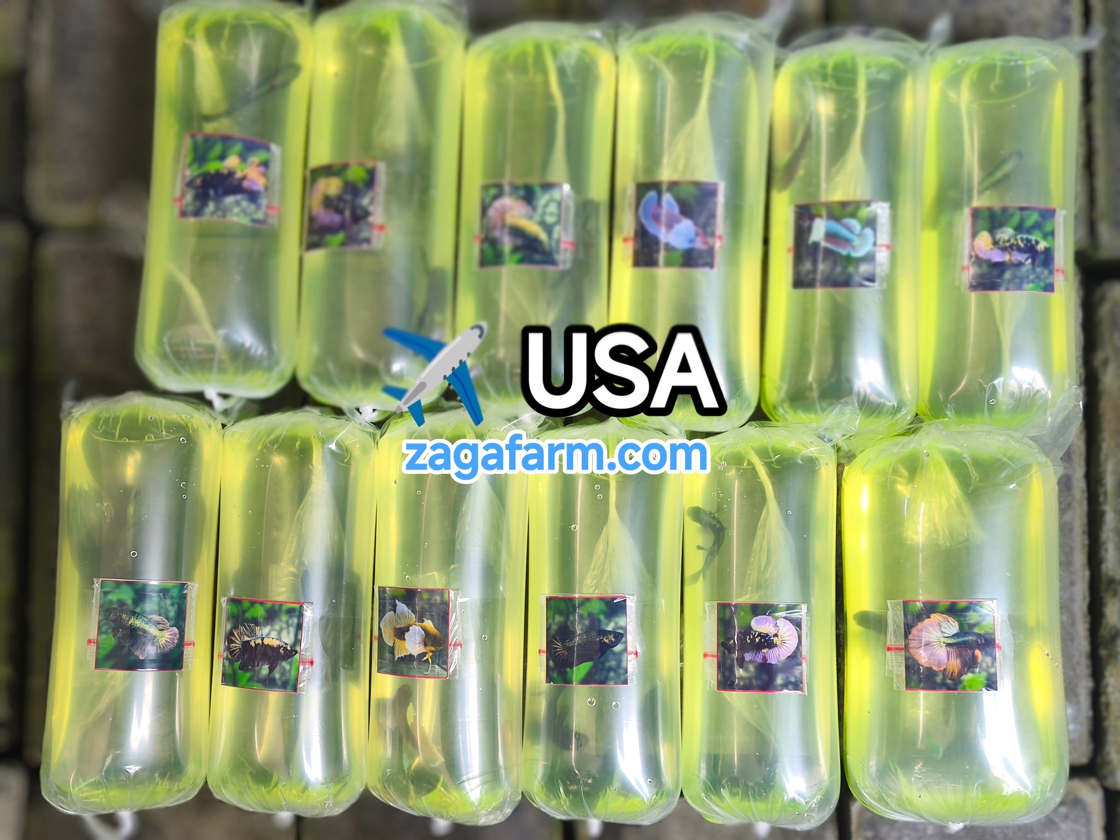 Export 12 Betta Fish to USA
