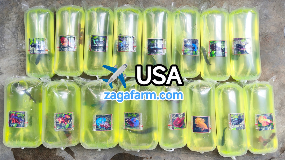 Export 16 Betta Fish to USA