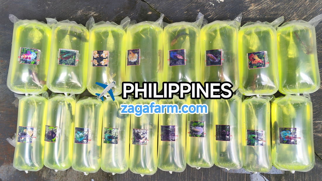 Export 18 Betta Fish to Philippines