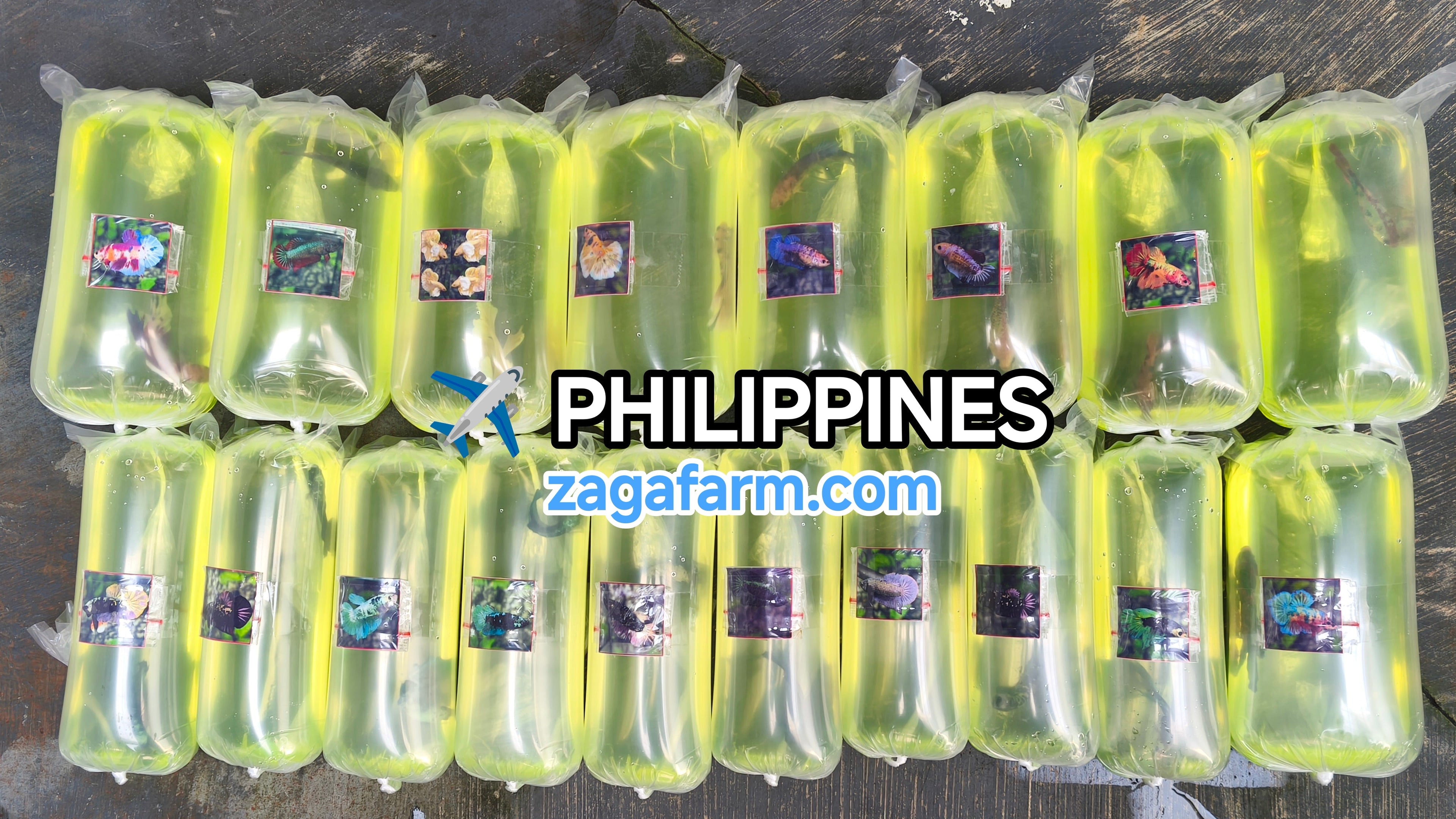Export 18 Betta Fish to Philippines