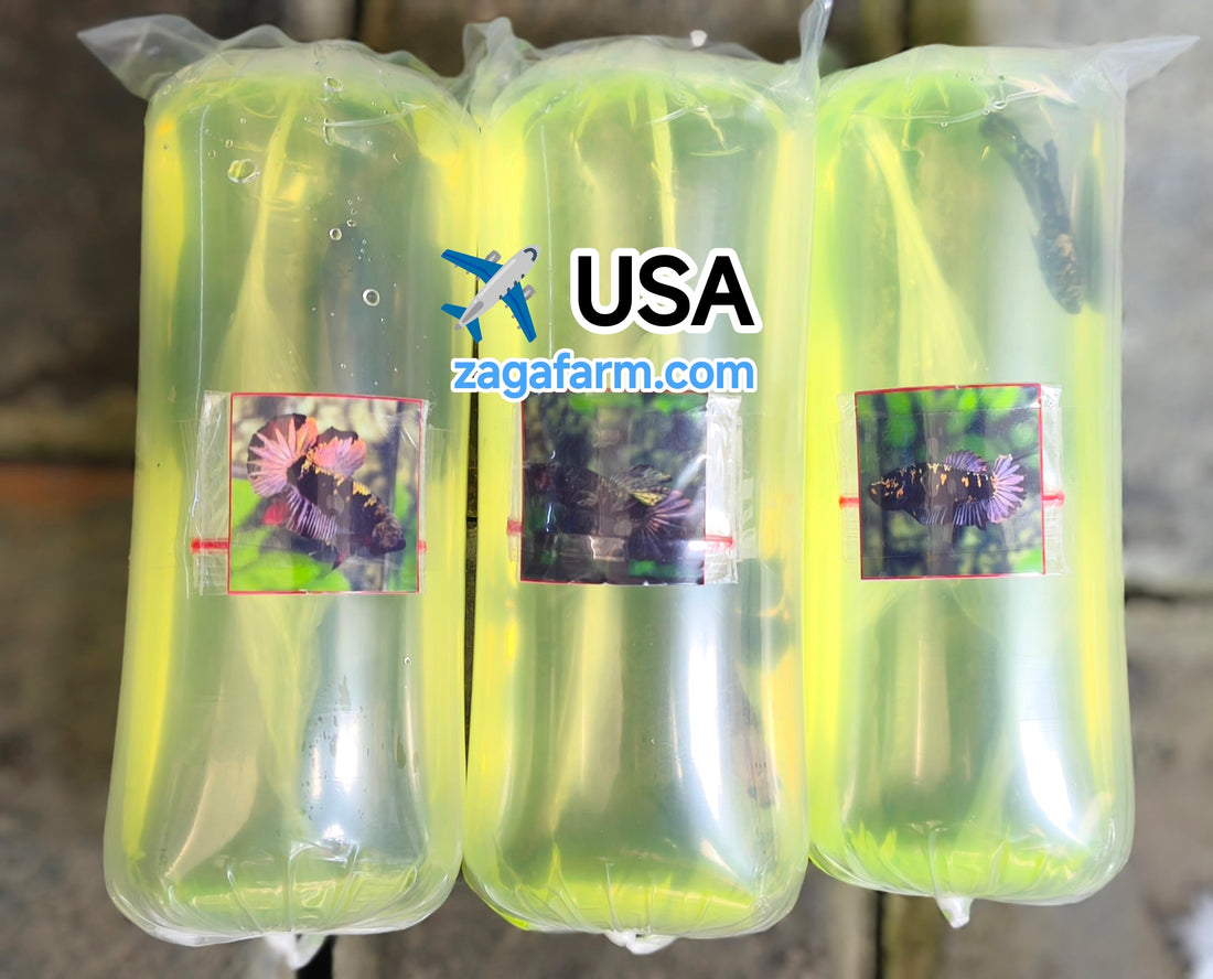Export 3 Betta Fish to USA