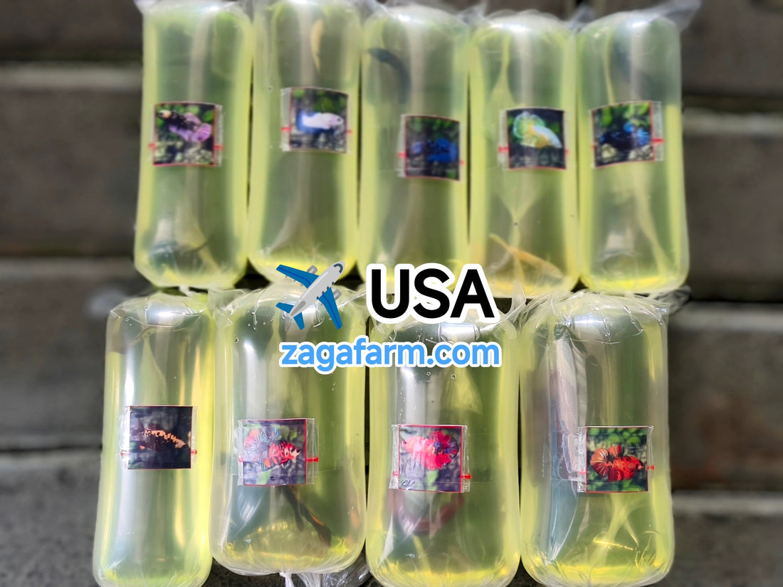 Export 9 Betta Fish to USA