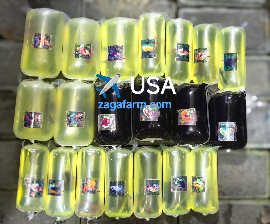 Export 20 Betta Fish to USA