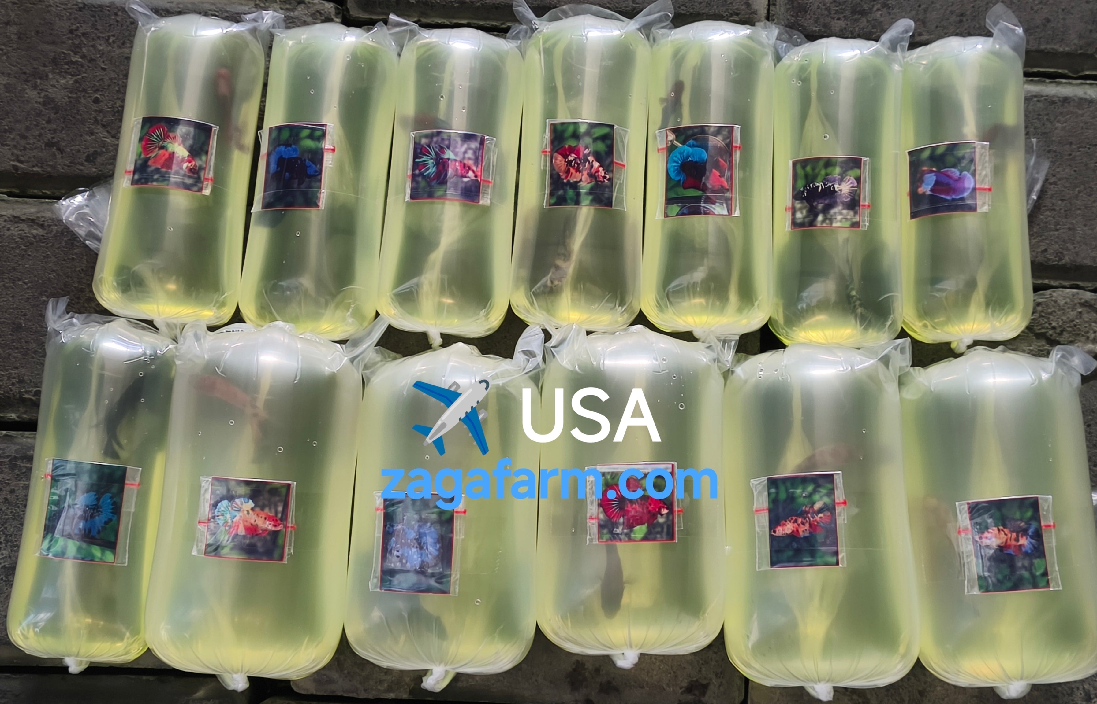 Export 13 Betta Fish to USA