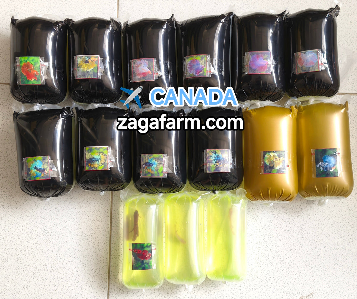 Export 15 Betta Fish to Canada