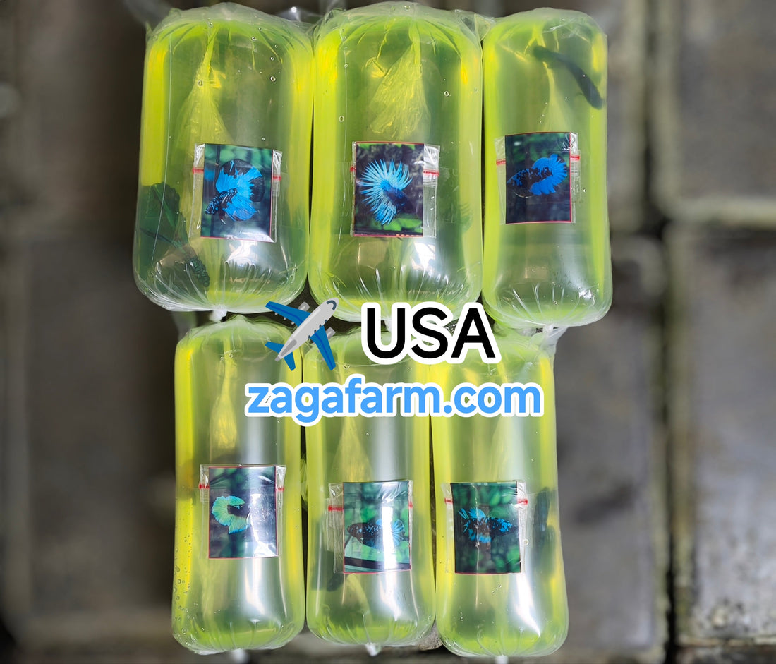 Export 6 Betta Fish to USA