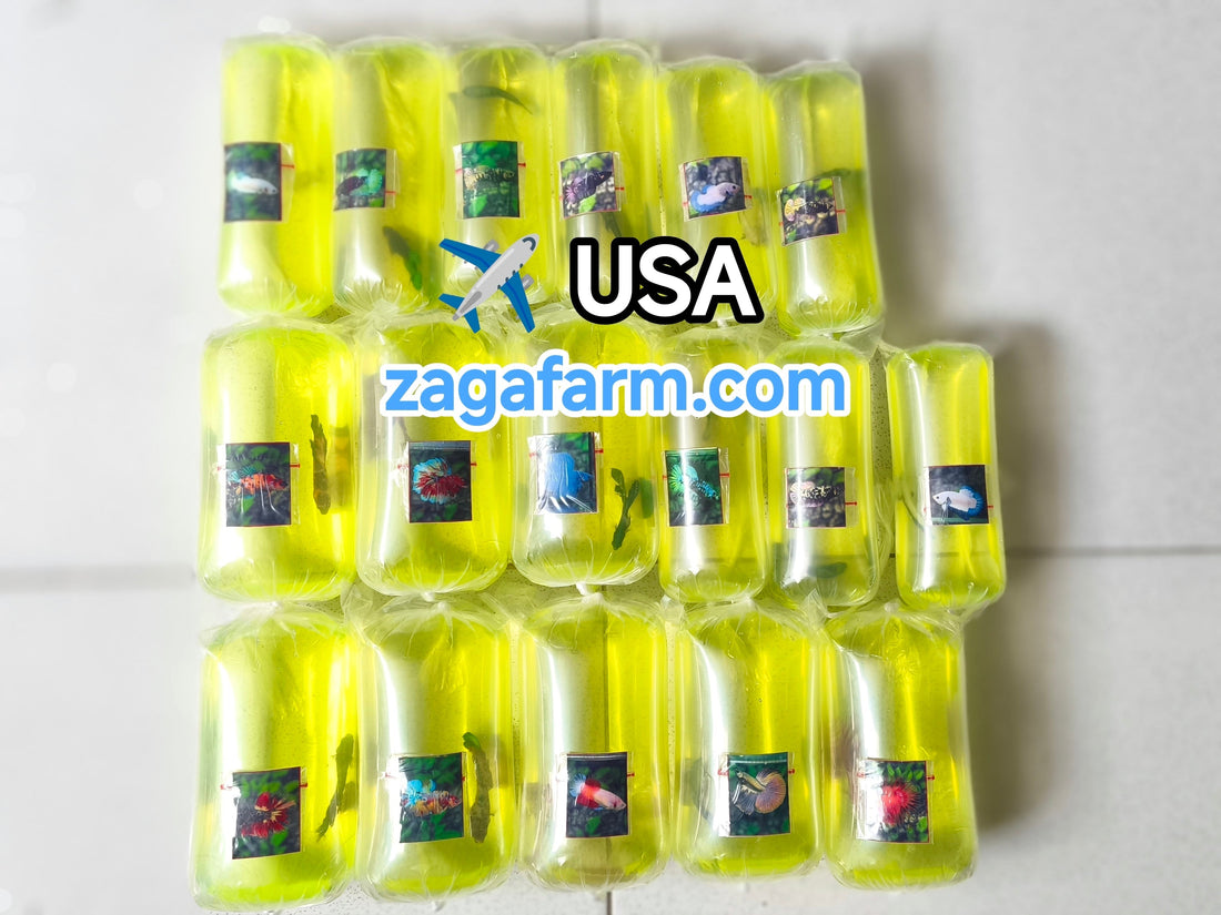 Shipment of 21 Betta Fish to the United States