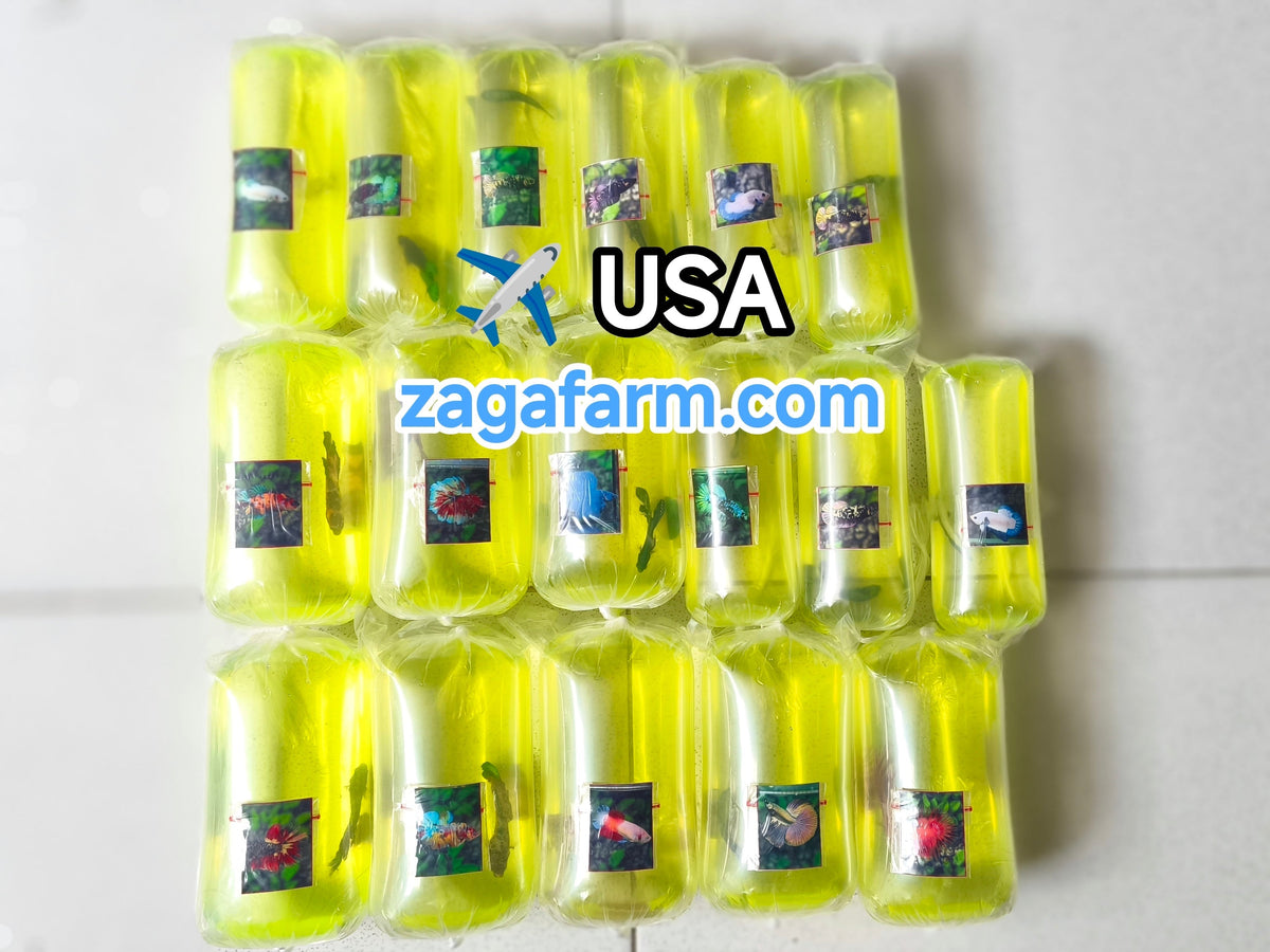 Shipment of 21 Betta Fish to the United States