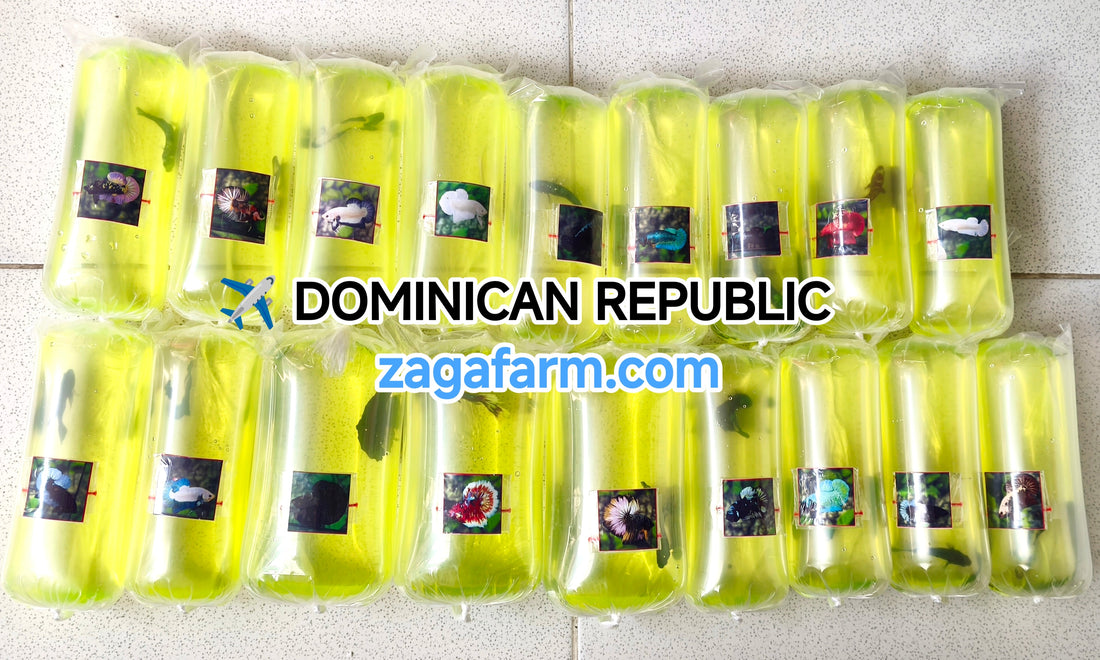 Shipment of 18 betta fish to the Dominican Republic.