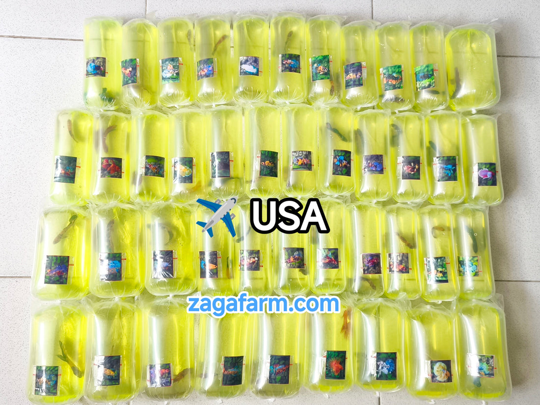 Shipment of 41 betta fish to the United States