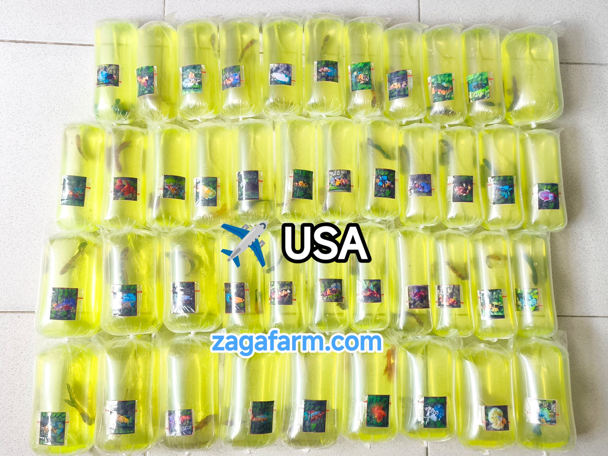Shipment of 41 betta fish to the United States