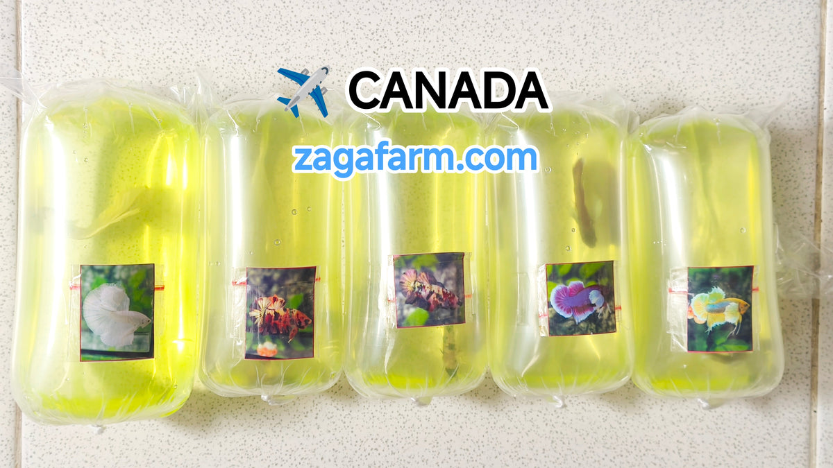 Shipment of 5 betta fish to the Canada