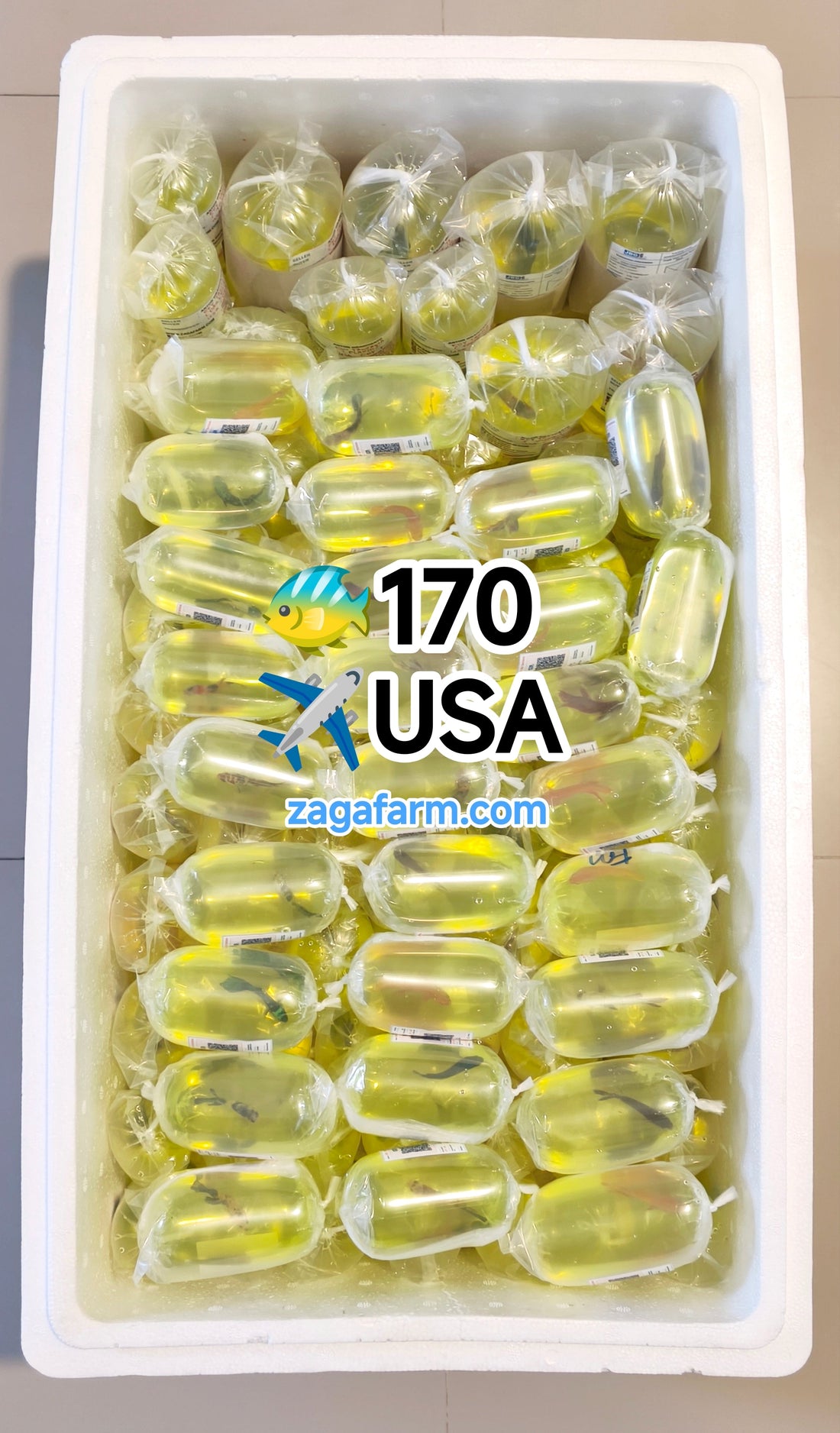 Shipment of 170 betta fish to the United States