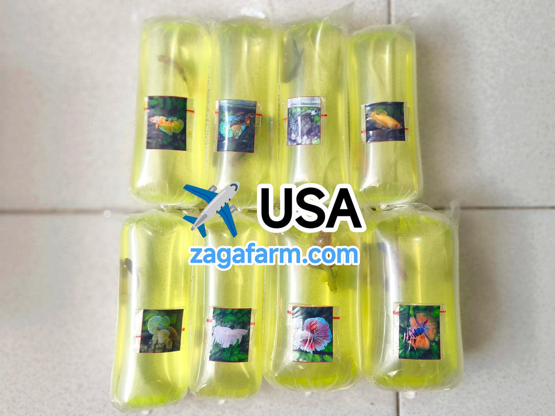Shipment of 8 betta fish to the United States