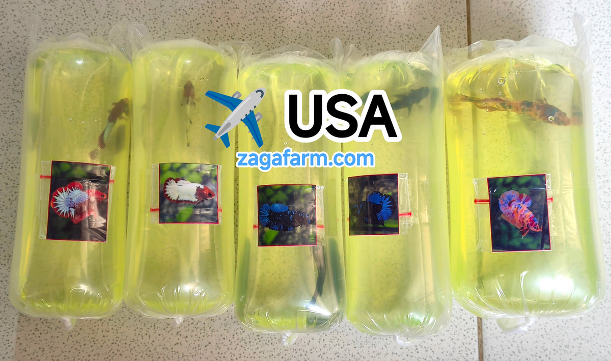 Shipment of 5 betta fish to the United States