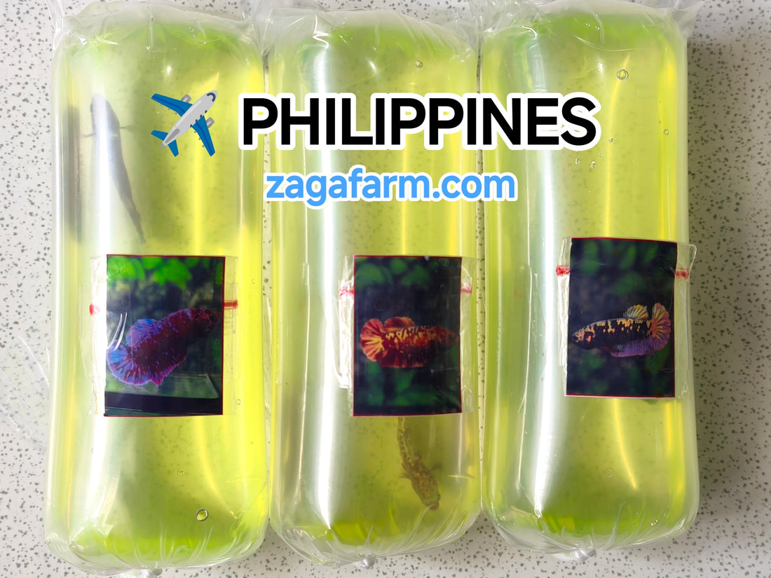 Shipment of 3 betta fish to the Philippines