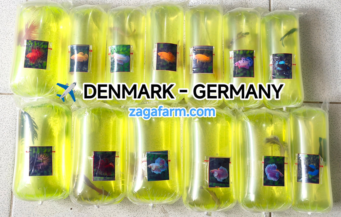 Shipment of 13 betta fish to the Denmark and Germany