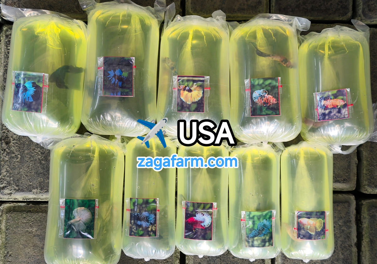 Shipment of 10 betta fish to the United States