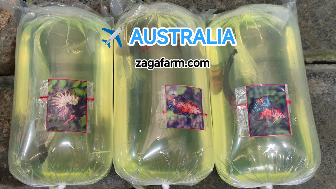 Shipment of 3 betta fish to the Australia