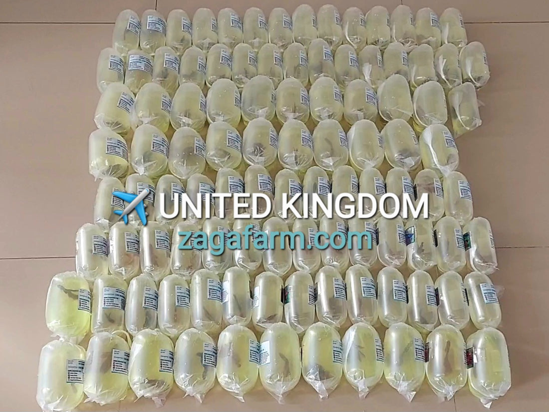 102 Bettas ✈️ United Kingdom