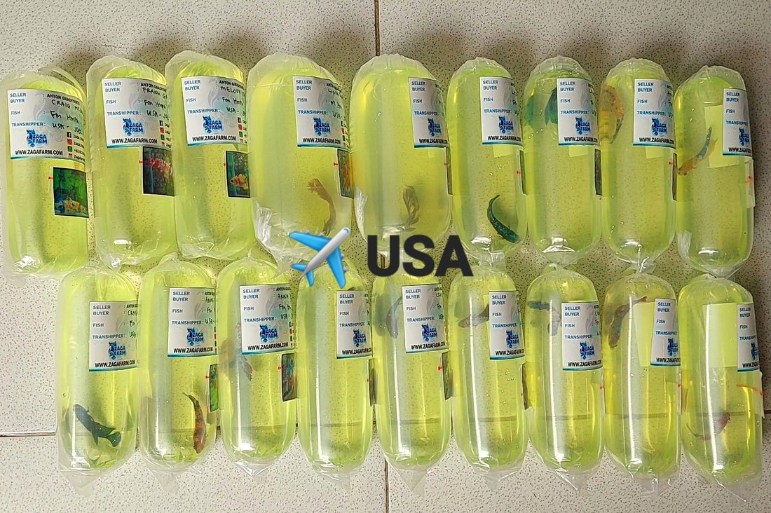 18 Betta Fish ✈️ USA Joel Fernandez Transhipper