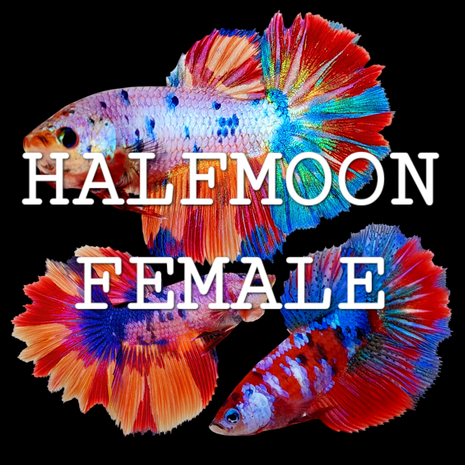 HALFMOON BETTA FISH FEMALE