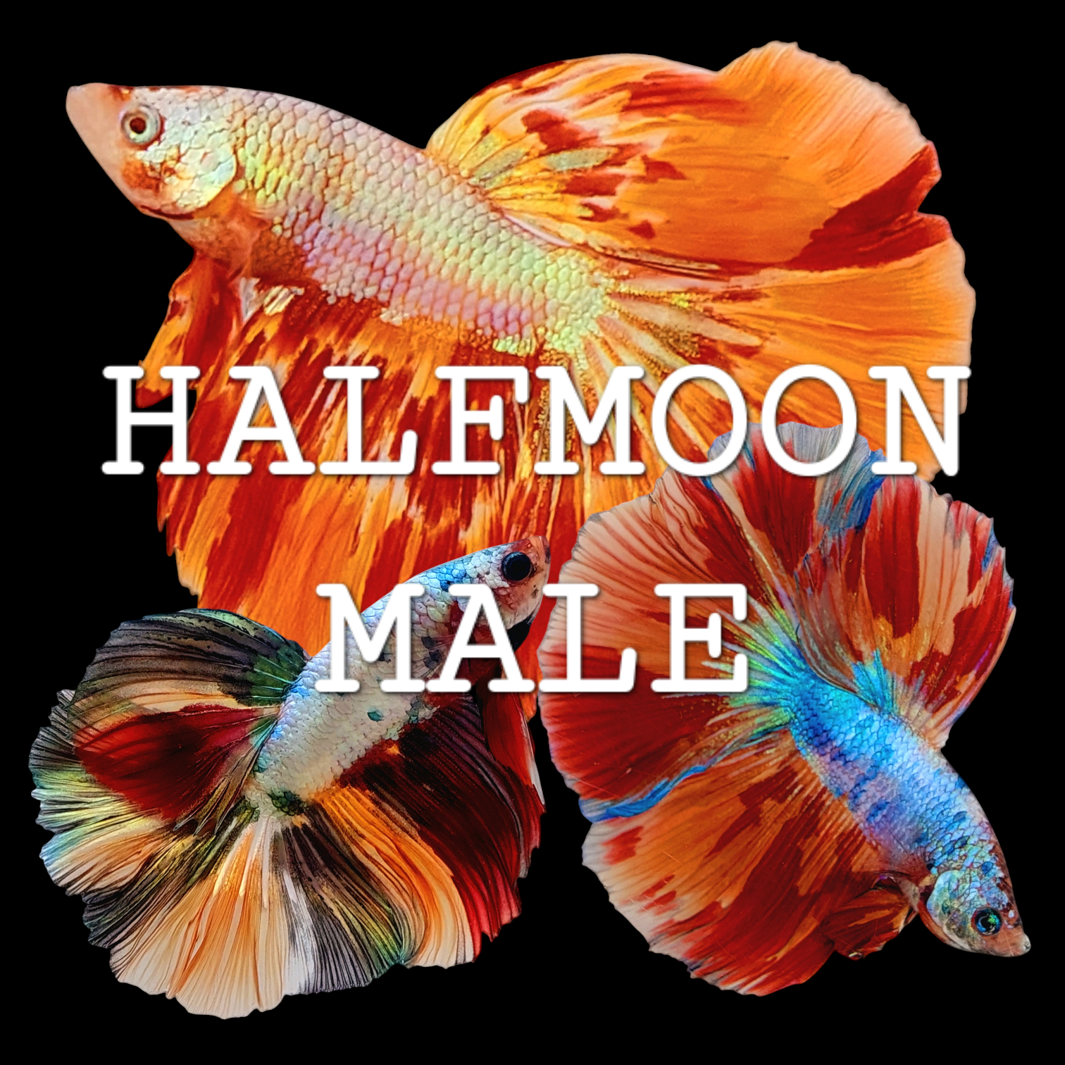 HALFMOON BETTA FISH MALE
