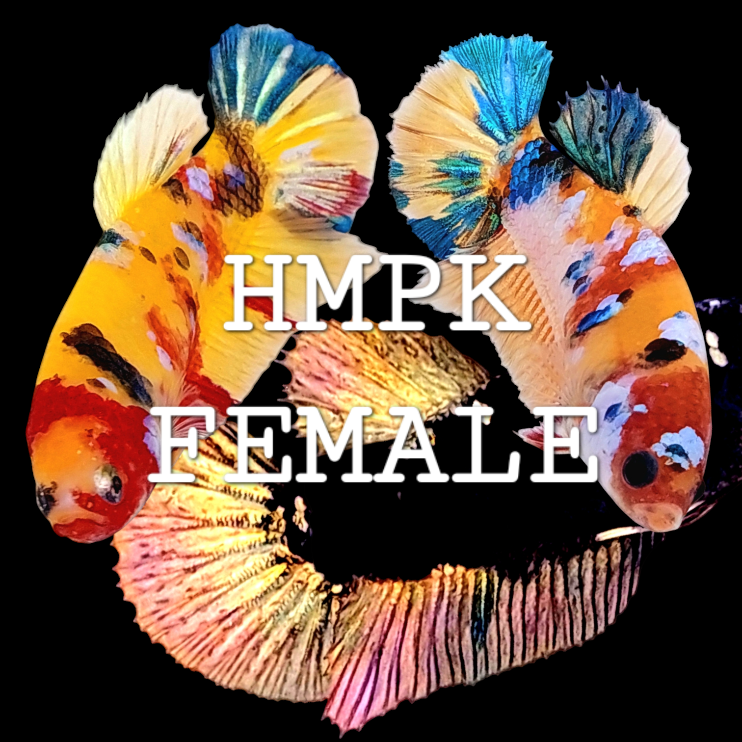 HALFMOON PLAKAT BETTA FISH FEMALE