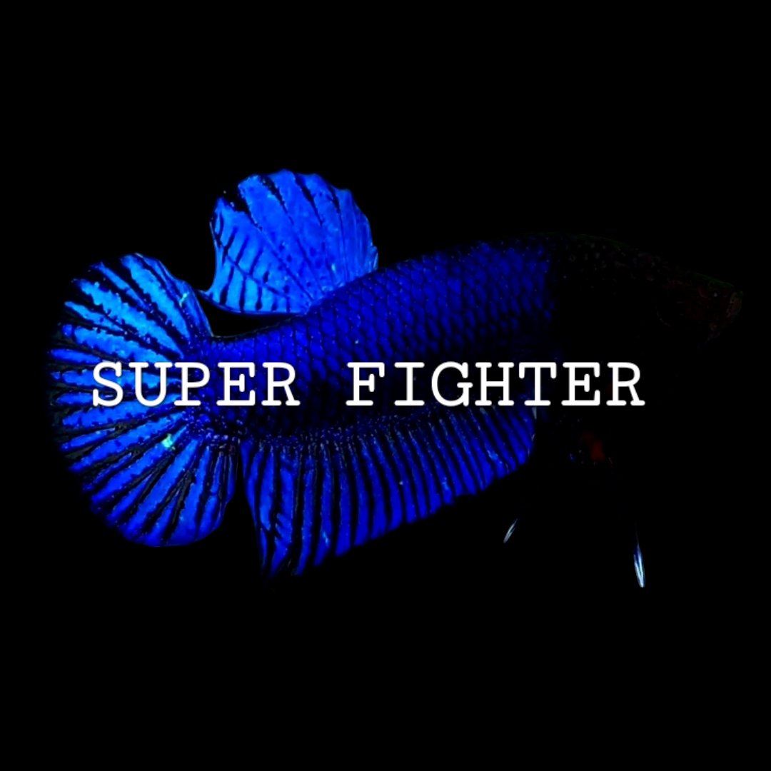SUPER FIGHTER