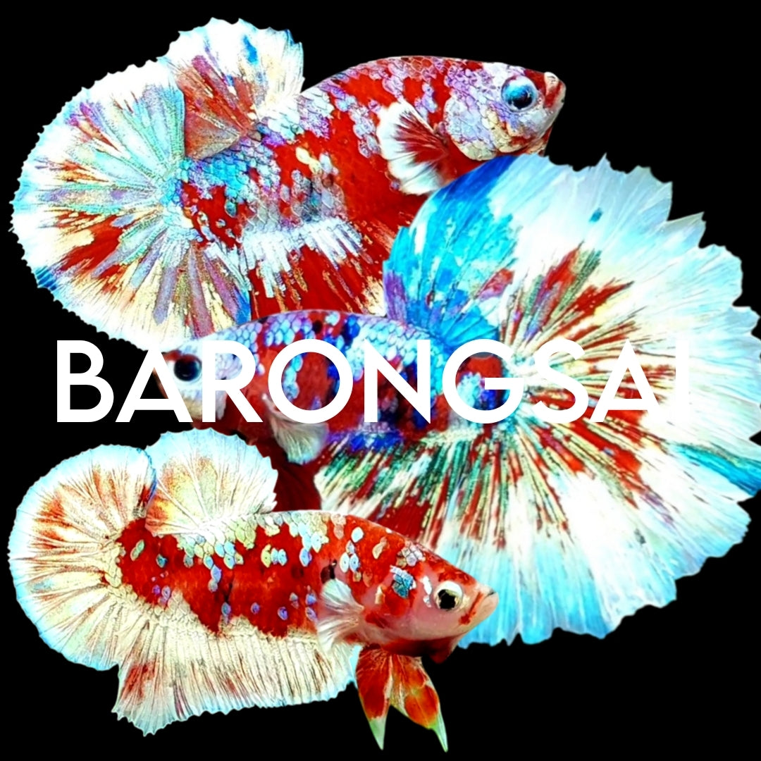 BARONGSAI
