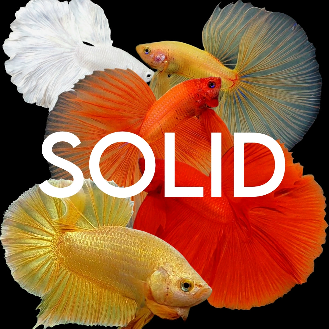 SOLID