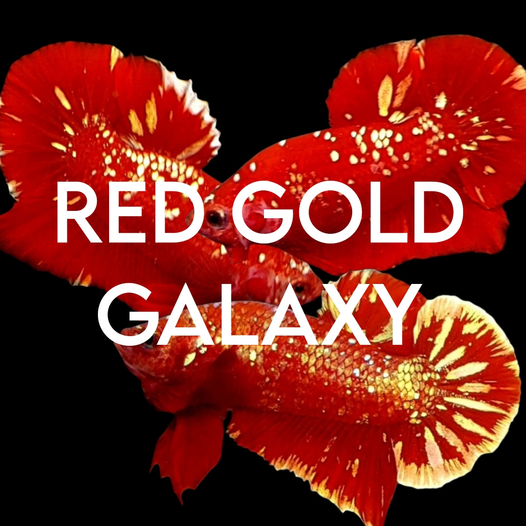 RED GOLD GALAXY