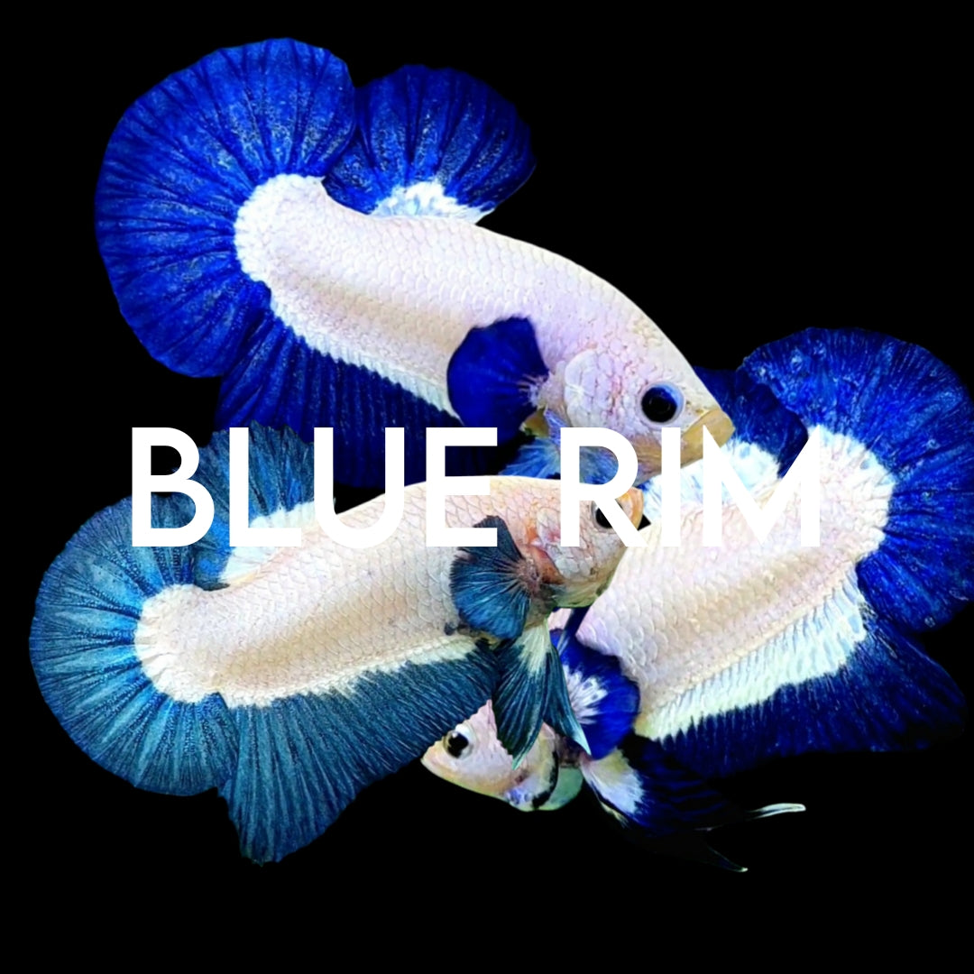 BLUE RIM