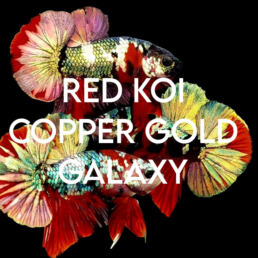 RED KOI COPPER GOLD GALAXY
