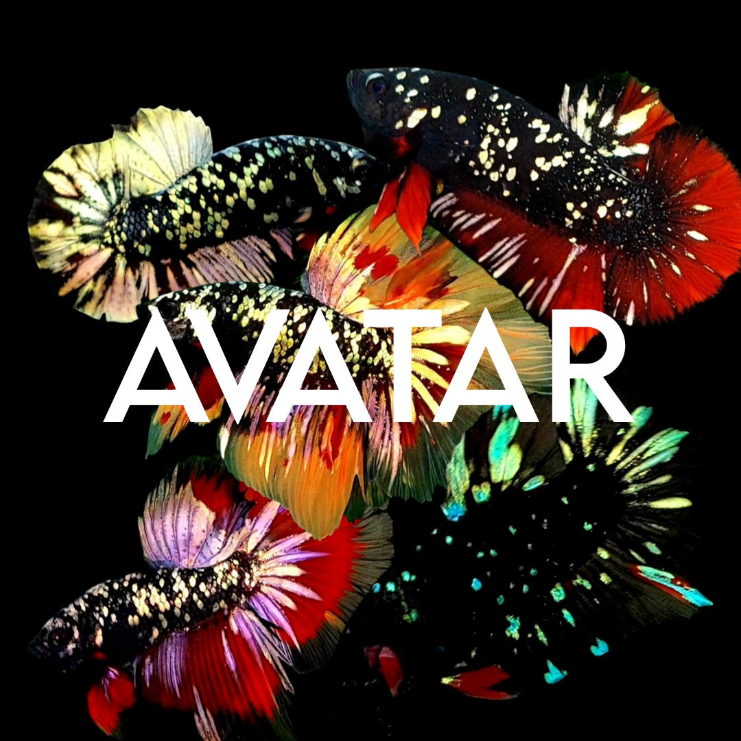 AVATAR