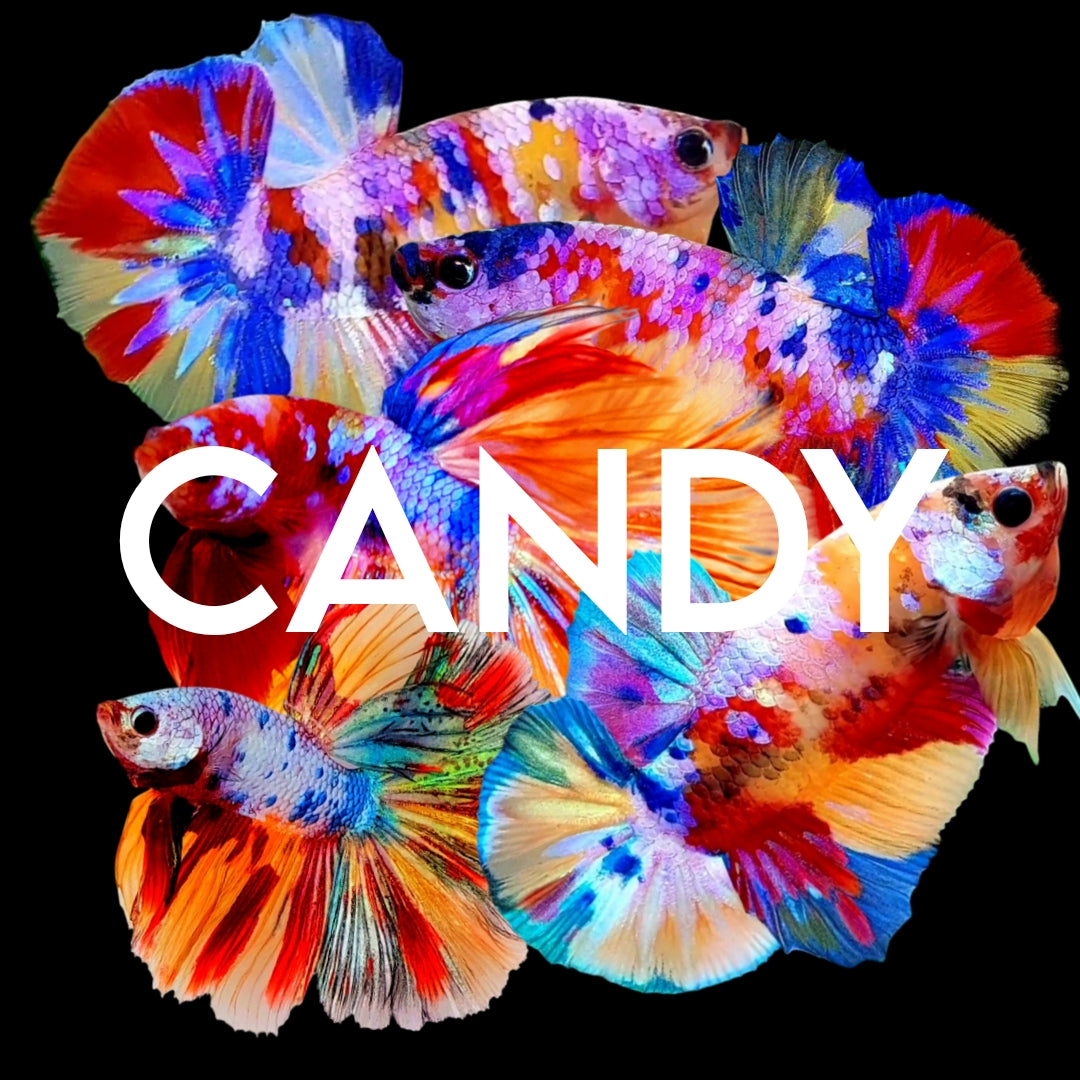 CANDY