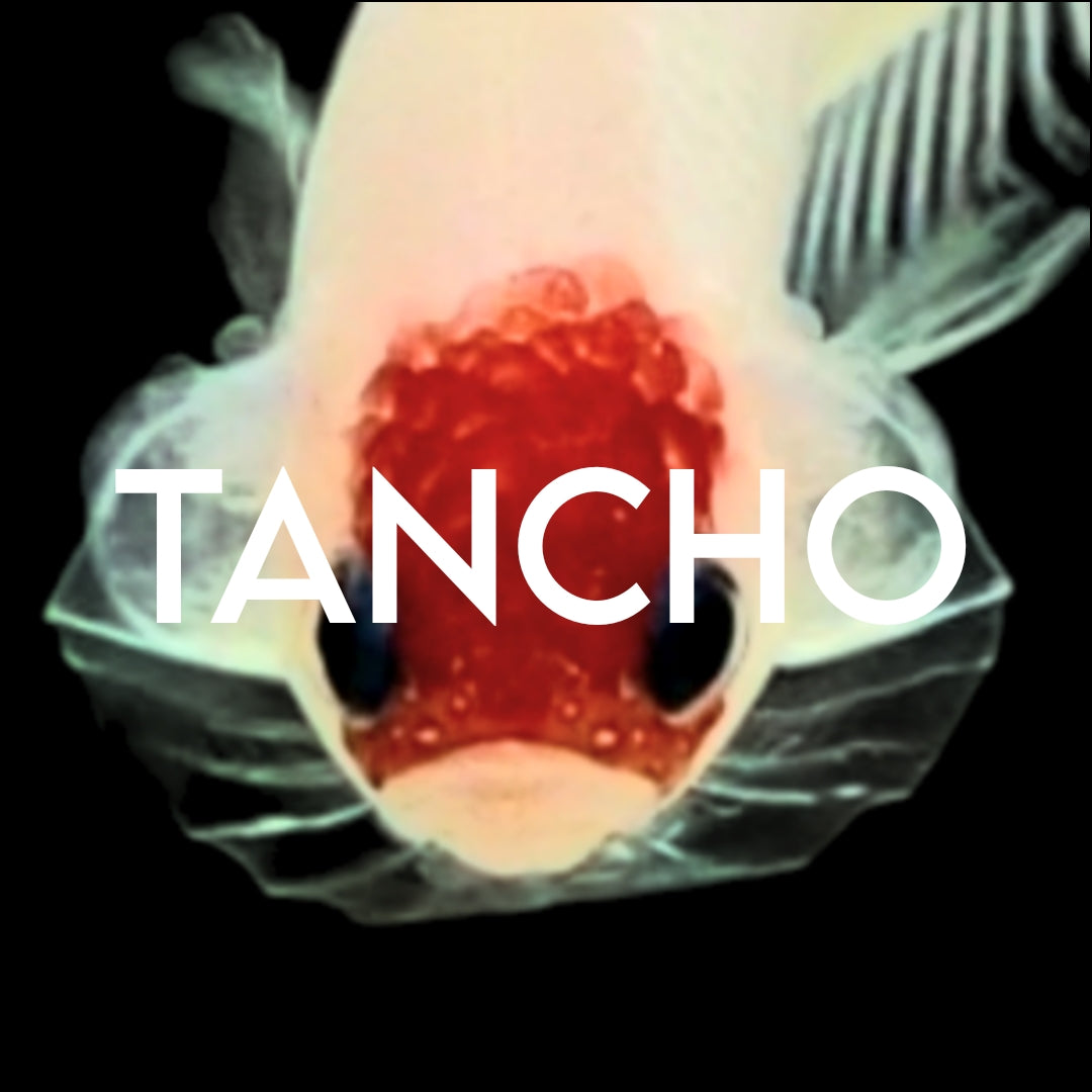 TANCHO KOI