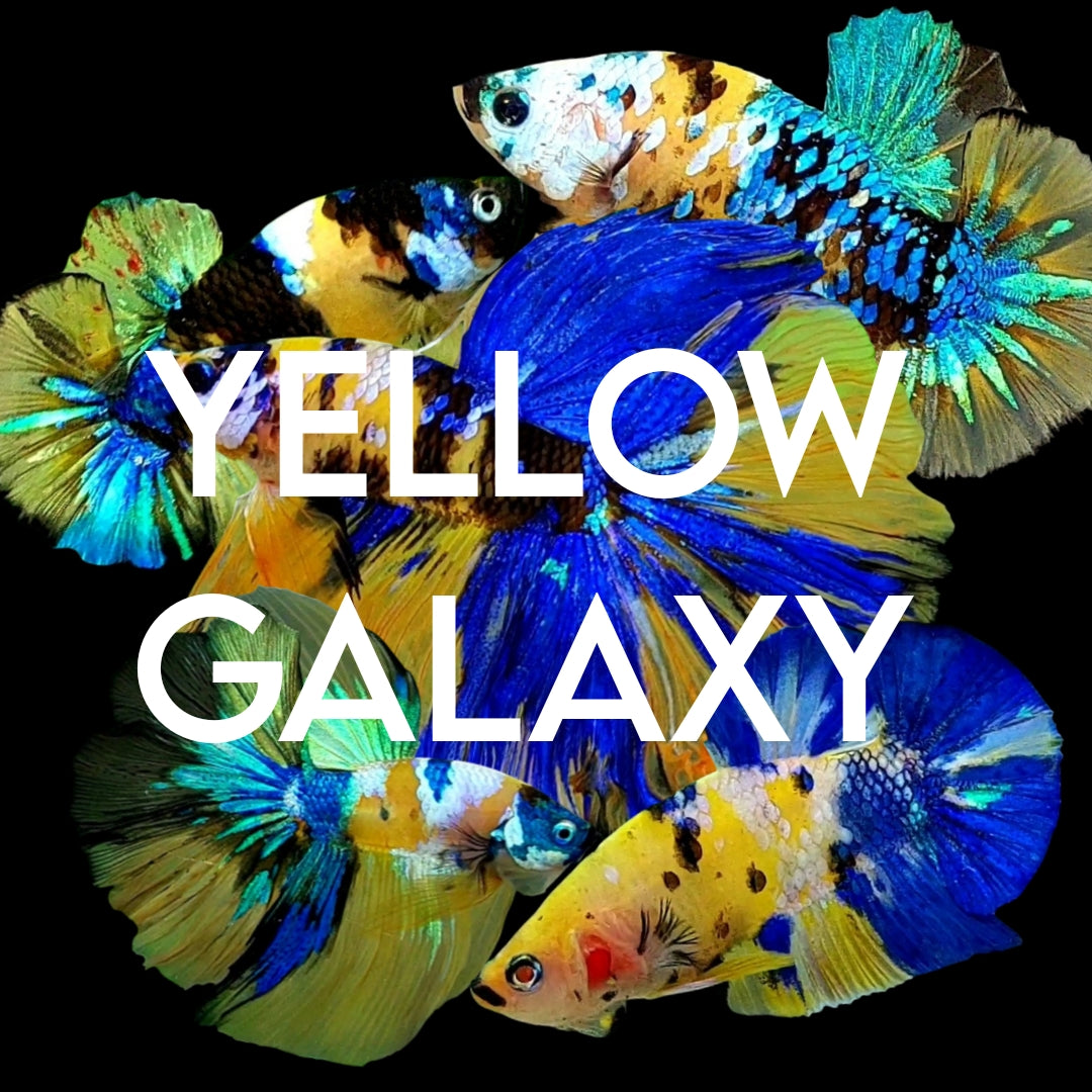 YELLOW GALAXY