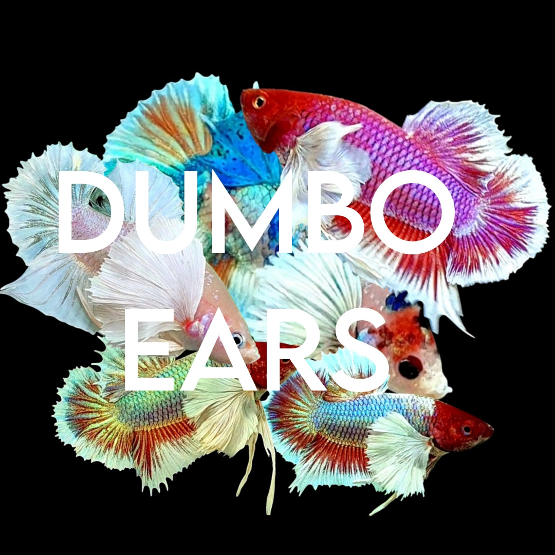 DUMBO EARS
