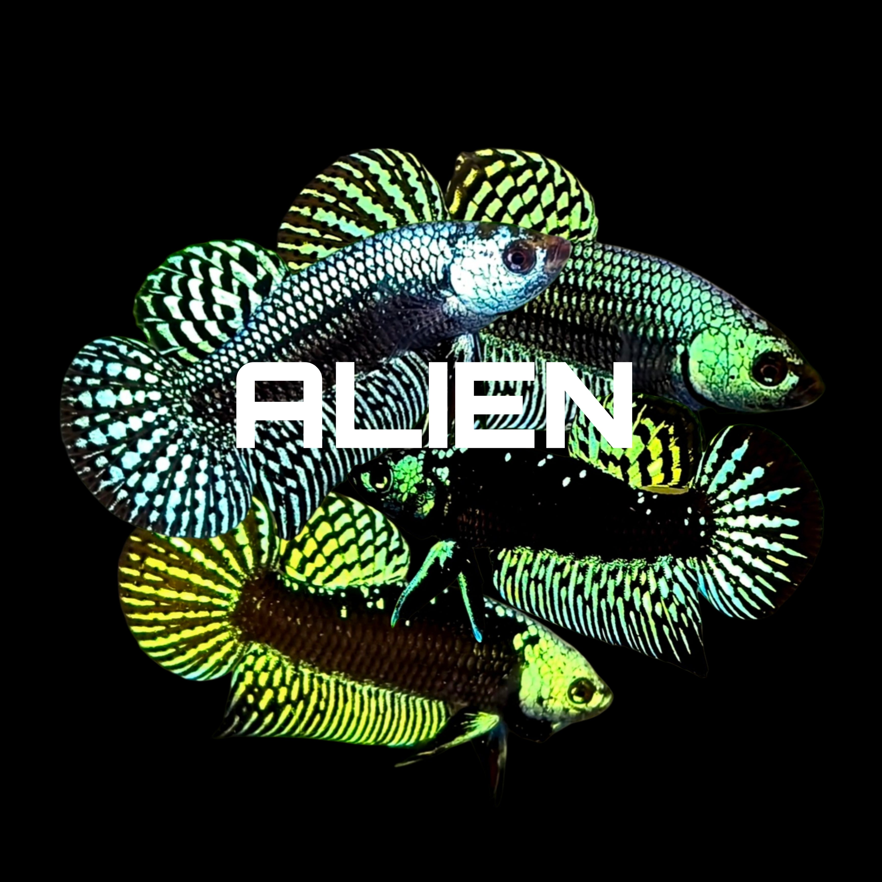 ALIEN