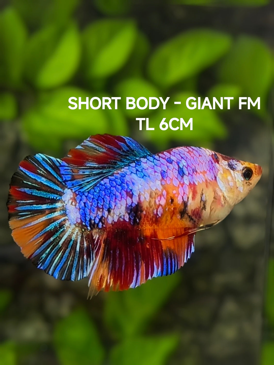 RARE Short Body Multicolor Candy JUMBO GIANT HMPK Betta Fish Female