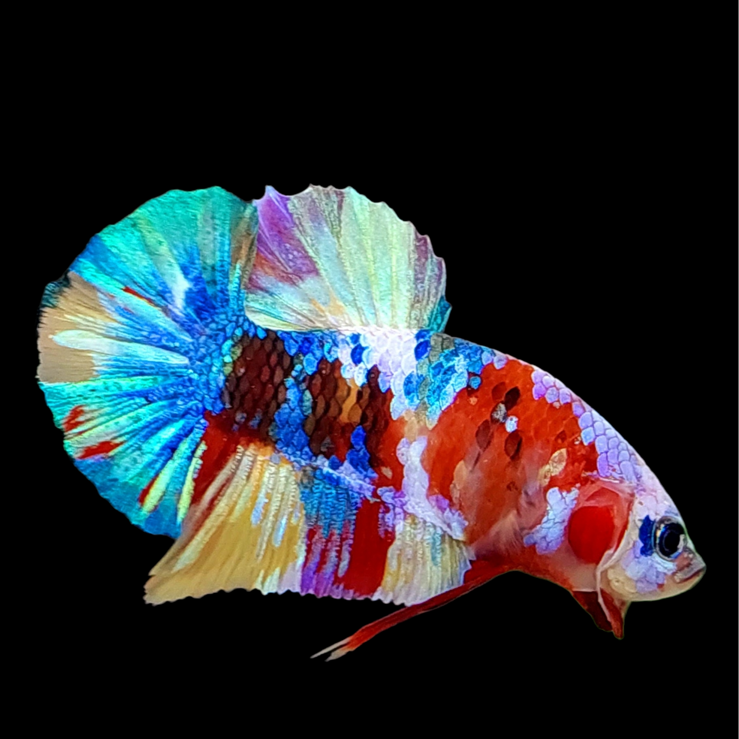 Multicolor Rainbow Galaxy HMPK Male