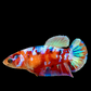 Multicolor Galaxy HMPK Female For Sorority Tank/Breed