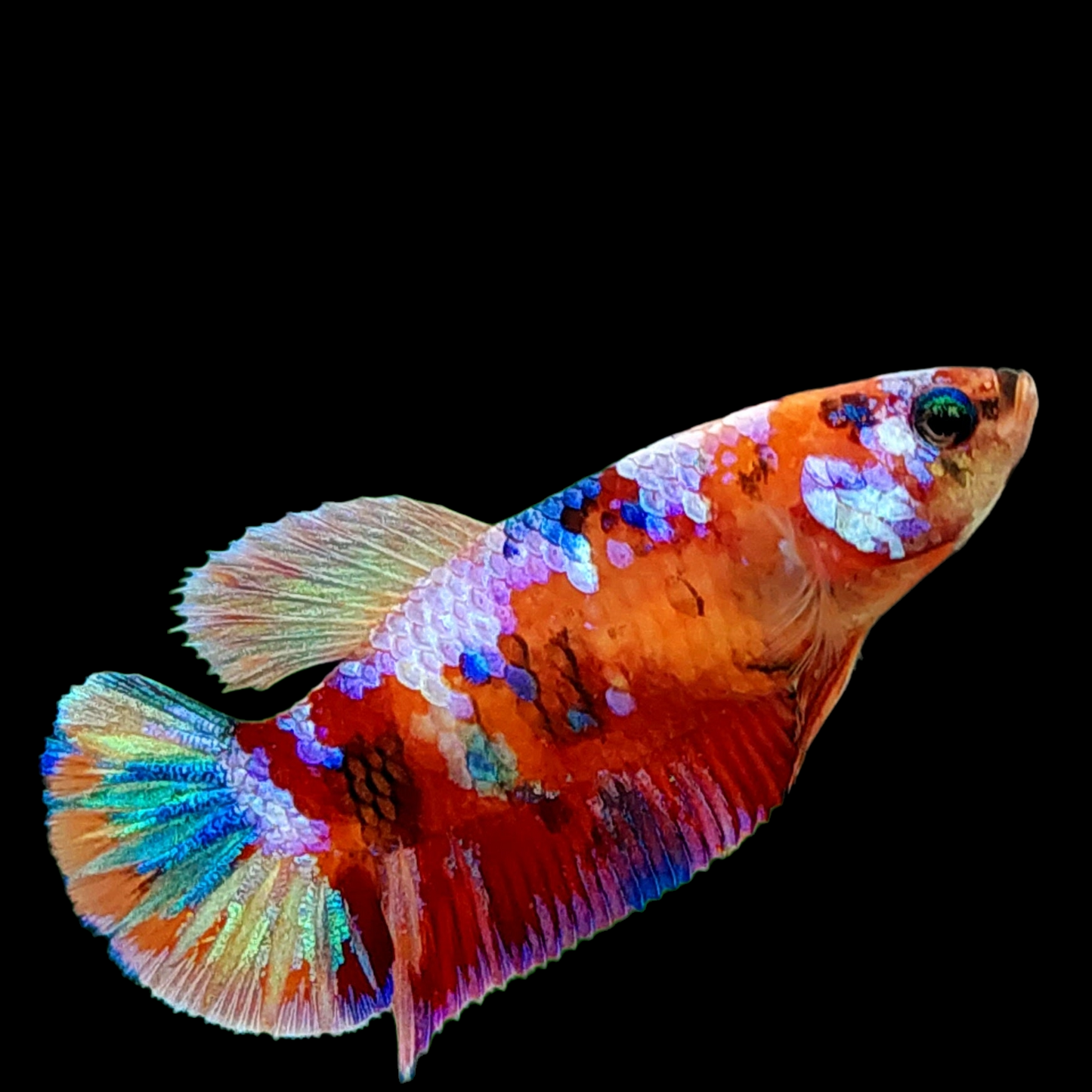 Multicolor Galaxy HMPK Female For Sorority Tank/Breed