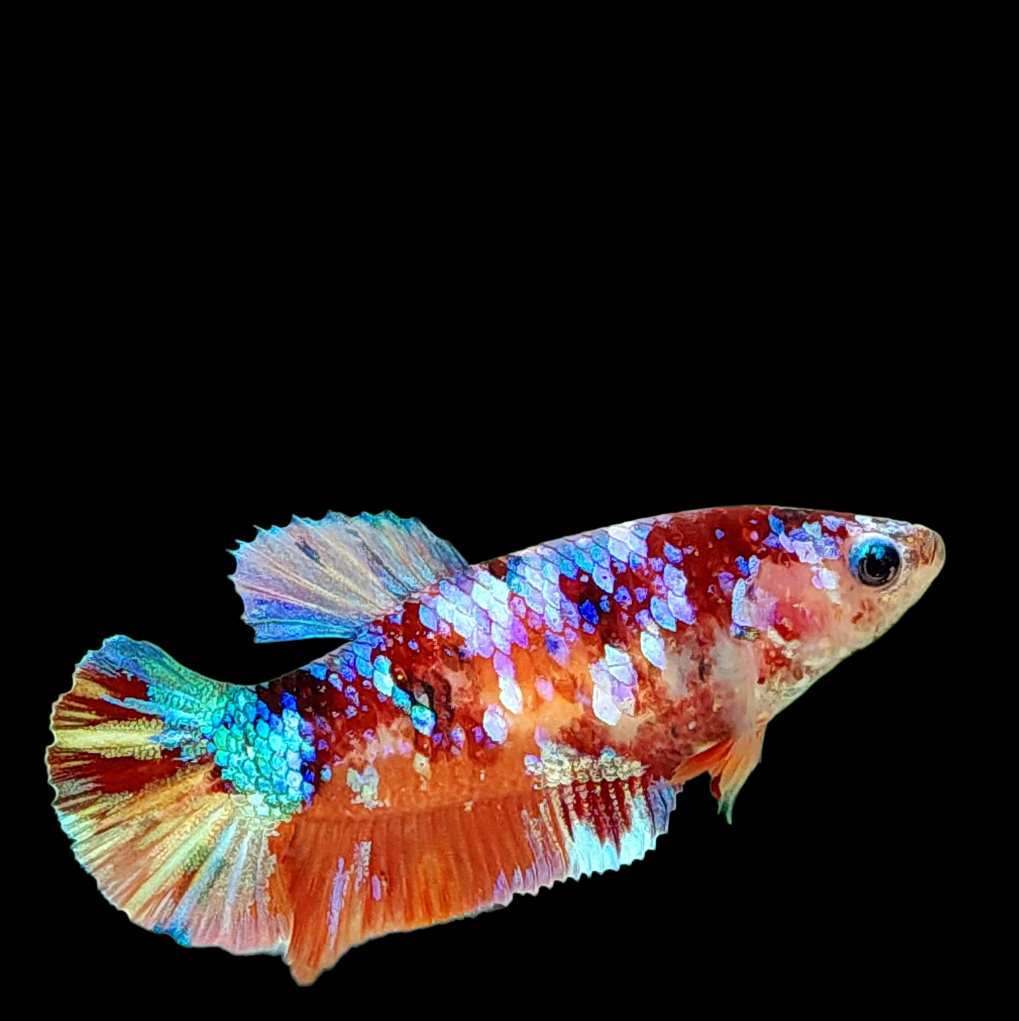 Multicolor Galaxy HMPK Female For Sorority Tank/Breed